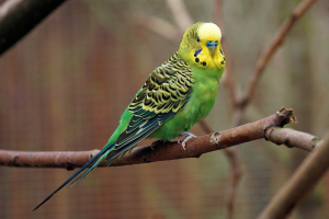 KÃ¶lner Zoo